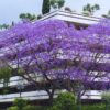 Blue Purple Jacaranda Mimosifolia Tree Live Plant Great for Bonsai - Zones 9-11