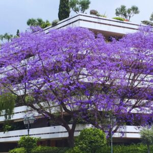 Blue Purple Jacaranda Mimosifolia Tree Live Plant Great for Bonsai - Zones 9-11