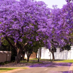 Alternative view of Mini Jacaranda Mimosifolia Live Tree - 4" Pot