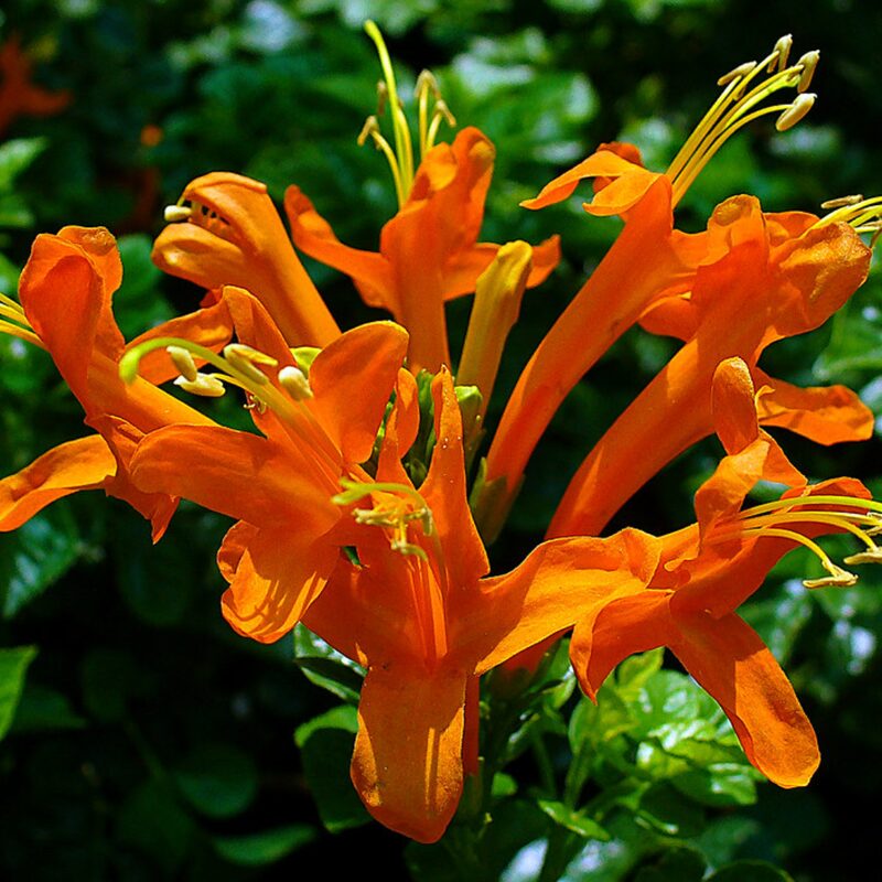 15 Orange Red Cape Honeysuckle Tecomaria capensis Live Plants Vine - Zone 8-11 - Image 3