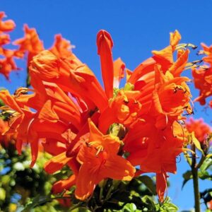 10 Orange Red Cape Honeysuckle Tecomaria capensis Live Plants Vine - Zone 8-11