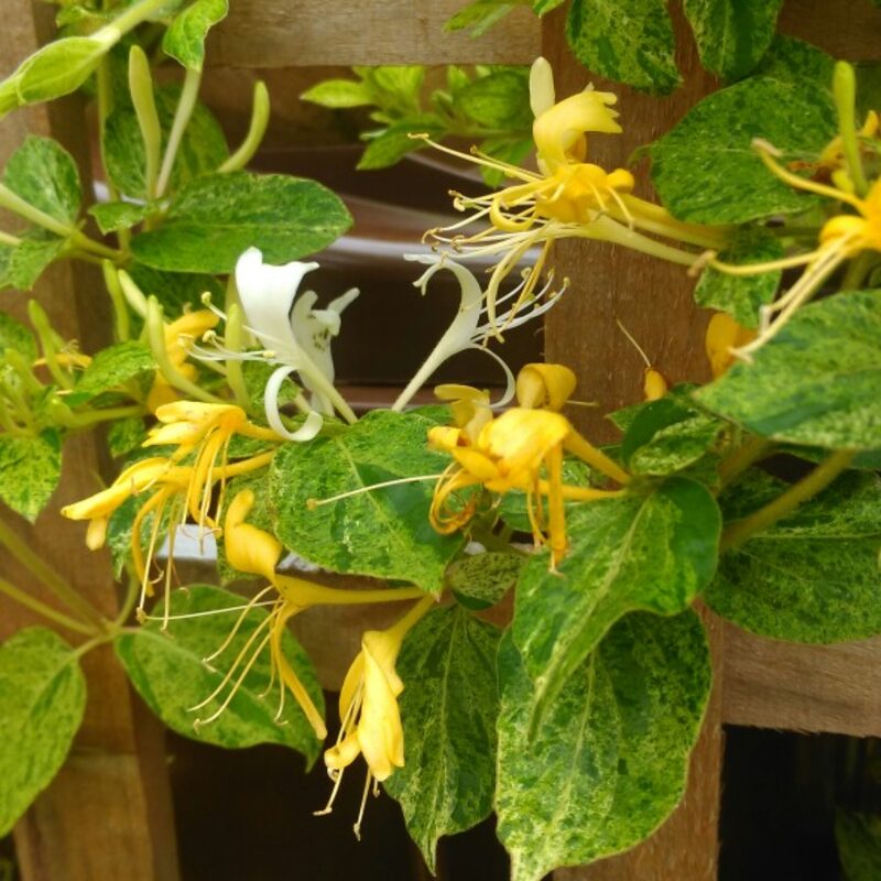 Set 60 Lonicera Japonica Honeysuckle Vine Mint Crisp - 6-10" in Pot