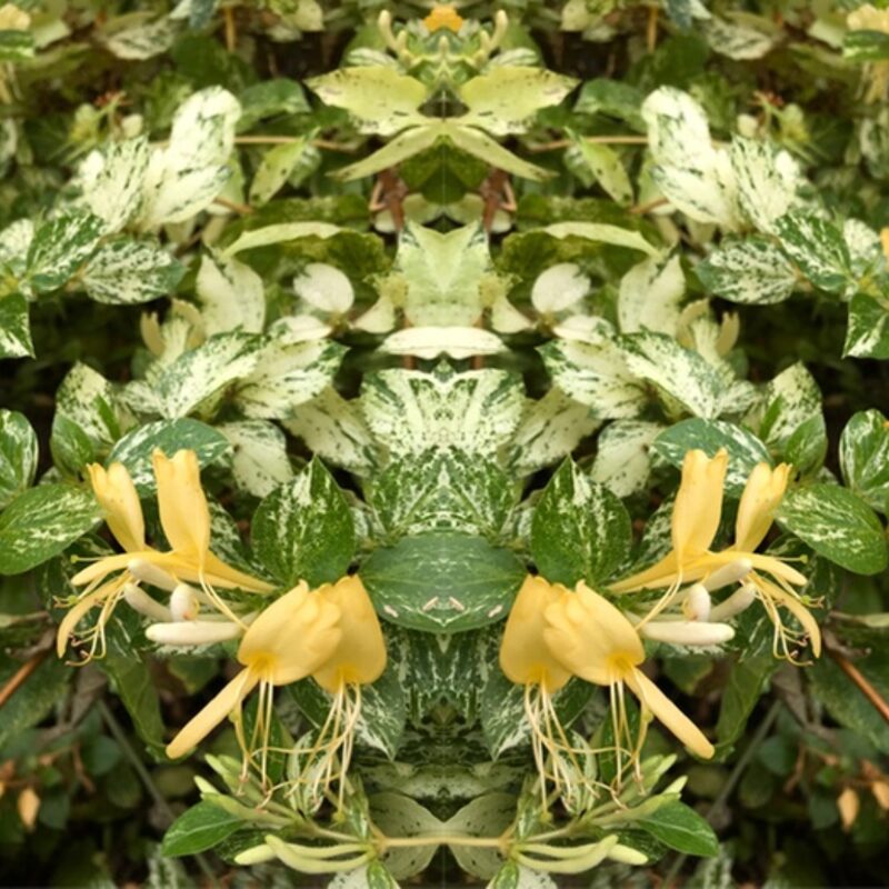 Set 40 Lonicera Japonica Honeysuckle Vine Mint Crisp - 6-10" in Pot - Image 5