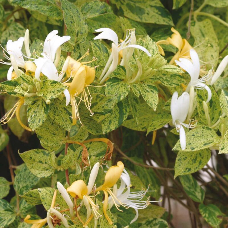 Set 20 Lonicera Japonica Honeysuckle Vine Mint Crisp - 6-10" in Pot - Image 3