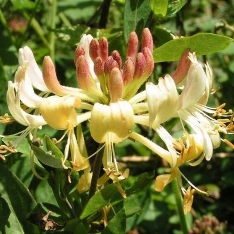 Set 10 Lonicera Japonica Honeysuckle Vine Mint Crisp - 6-10" in Pot - Image 2