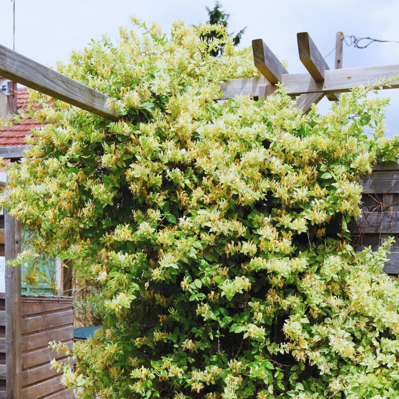 Set 4 Lonicera Japonica Honeysuckle Vine Mint Crisp - 6-10" in Pot - Image 3