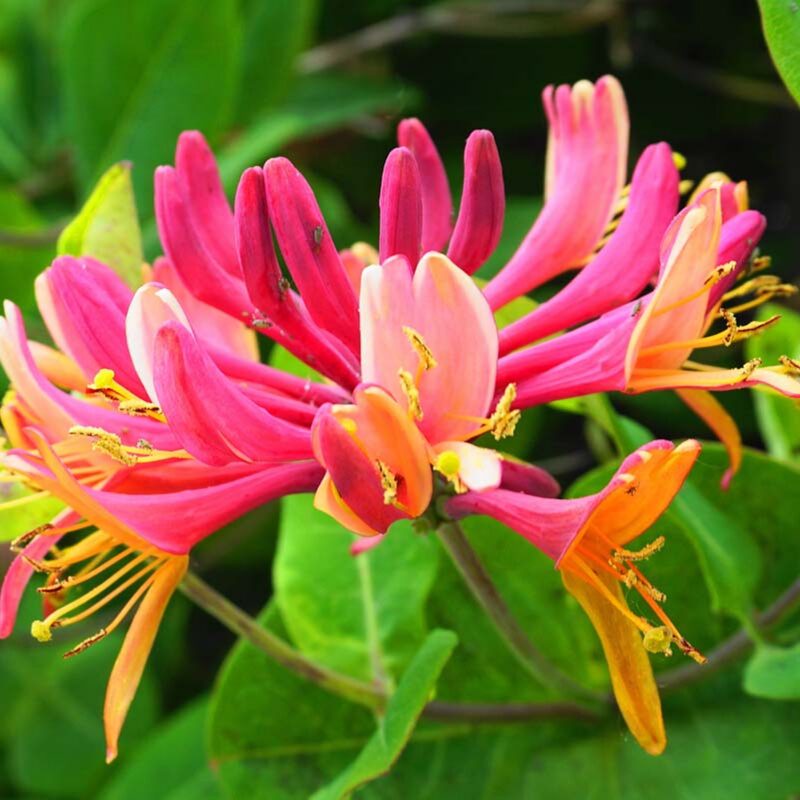 Pack 140 Goldflame Honeysuckle Plants Live Vines - 6-10" in Pot - Image 2