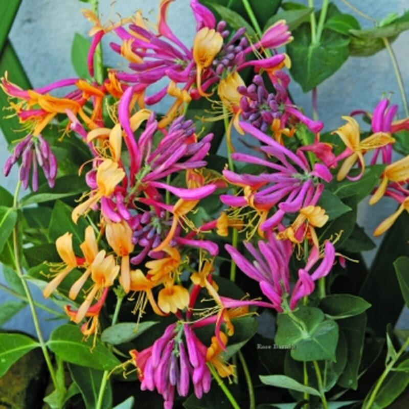 Pack 50 Goldflame Honeysuckle Plants Live Vines - 6-10" in Pot - Image 2