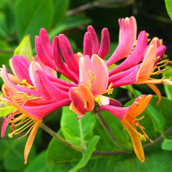 Pack 50 Goldflame Honeysuckle Plants Live Vines - 6-10" in Pot