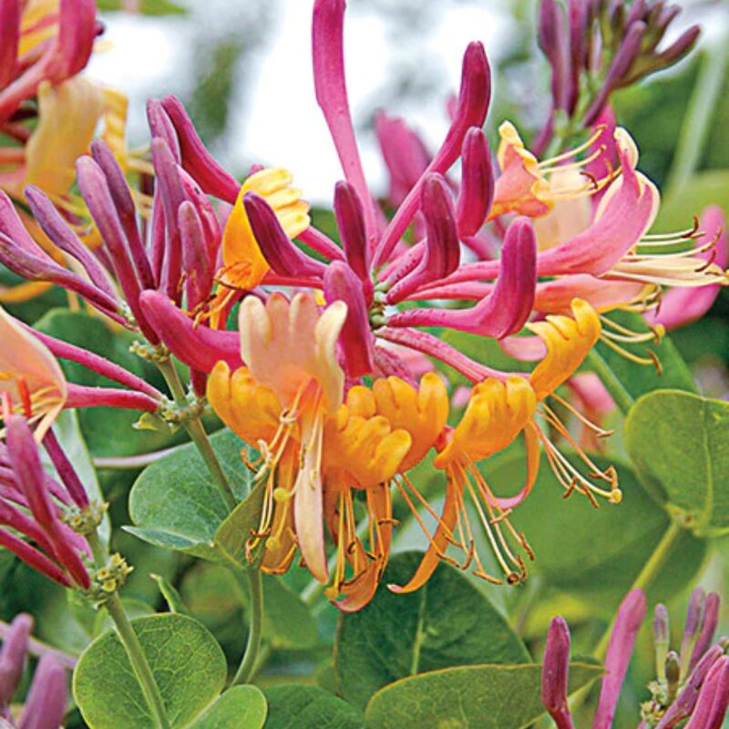 Pack 40 Goldflame Honeysuckle Plants Live Vines - 6-10" in Pot - Image 2