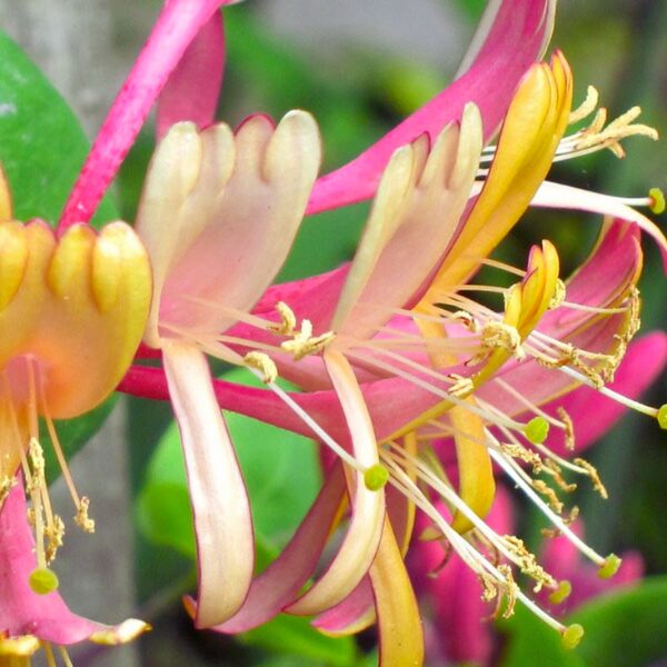 Pack 40 Goldflame Honeysuckle Plants Live Vines - 6-10" in Pot