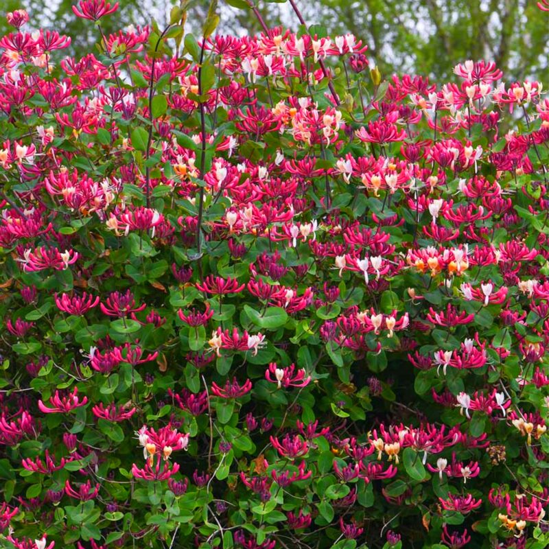 Pack 20 Goldflame Honeysuckle Plants Live Vines - 6-10" in Pot - Image 2
