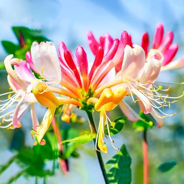 Pack 20 Goldflame Honeysuckle Plants Live Vines - 6-10" in Pot