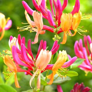 Alternative view of Pack 10 Goldflame Honeysuckle Plants Live Vines - 6-10" in Pot
