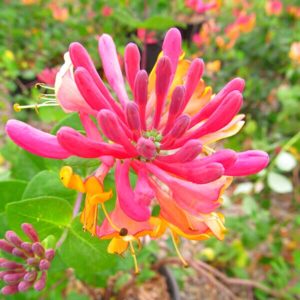 Pack 10 Goldflame Honeysuckle Plants Live Vines - 6-10" in Pot