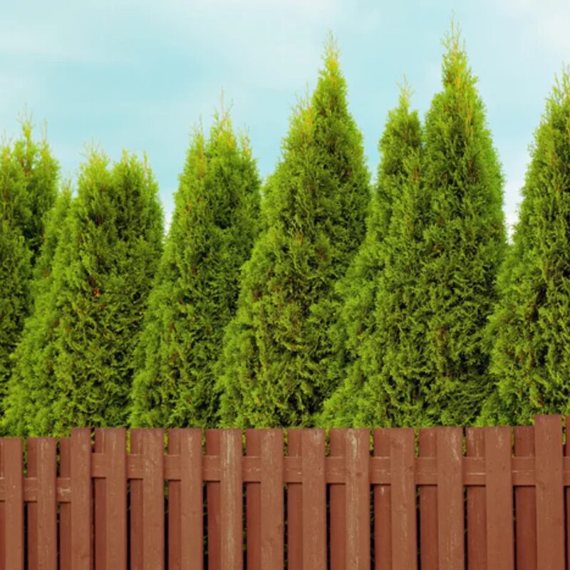 50 Thuja Green Giant Arborvitae Trees Live Plants - 2.5" Pot - 5-8" Tall - Image 2