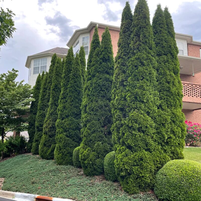 50 Thuja Green Giant Arborvitae Trees Live Plants - 2.5" Pot - 5-8" Tall - Image 3