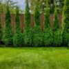 50 Thuja Green Giant Arborvitae Trees Live Plants - 2.5" Pot - 5-8" Tall