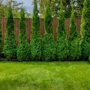 50 Thuja Green Giant Arborvitae Trees Live Plants - 2.5" Pot - 5-8" Tall