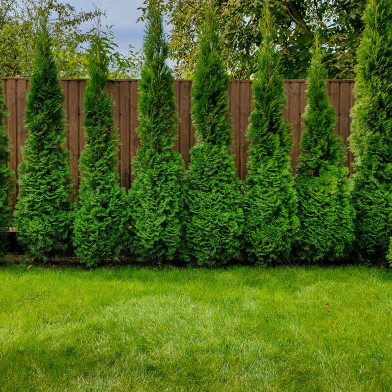 50 Thuja Green Giant Arborvitae Trees Live Plants - 2.5" Pot - 5-8" Tall