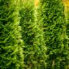 5 Thuja Green Giant Arborvitae Trees Live Plants - 2.5" Pot - 6-12" Tall