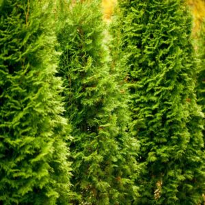 5 Thuja Green Giant Arborvitae Trees Live Plants - 2.5" Pot - 6-12" Tall