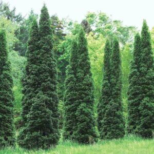Alternative view of 20 Thuja Green Giant Arborvitae Trees Live Plants - 2.5" Pot - 14-18" Tall
