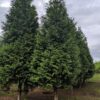 20 Thuja Green Giant Arborvitae Trees Live Plants - 2.5" Pot - 14-18" Tall