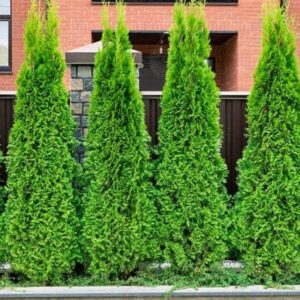 Alternative view of 10 Thuja Green Giant Arborvitae Trees Live Plants - 2.5" Pot - 12-18" Tall