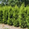 20 Thuja Green Giant Arborvitae Trees Live Plants - 2.5" Pot - 8-18" Tall