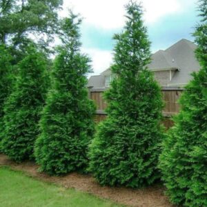 Alternative view of 100 Thuja Green Giant Arborvitae Trees Live Plants - 2.5" Pot - 12-18" Tall