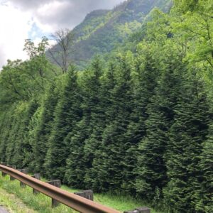 Alternative view of 10 Thuja Green Giant Arborvitae Trees Live Plants - Gallon Pot - 12-18" Tall