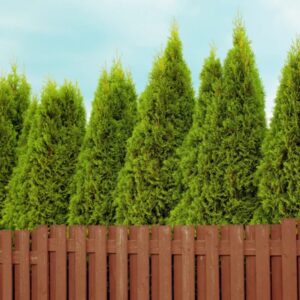 10 Thuja Green Giant Arborvitae Trees Live Plants - Gallon Pot - 12-18" Tall