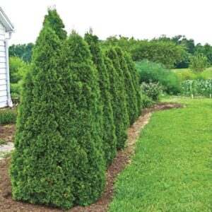Alternative view of Thuja Green Giant Arborvitae Trees Live Plants - 2.5" Pot - 8-10" Tall