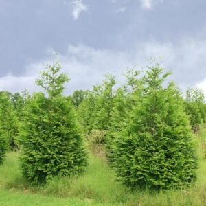 Alternative view of Thuja Green Giant Arborvitae Trees Live Plants - 2.5" Pot - 6-12" Tall