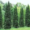 Thuja Green Giant Arborvitae Trees Live Plants - 2.5" Pot - 6-12" Tall