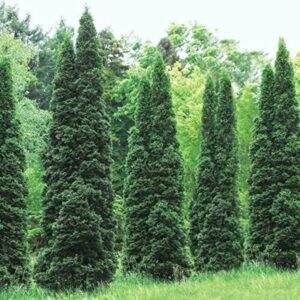 Thuja Green Giant Arborvitae Trees Live Plants - 2.5" Pot - 6-12" Tall