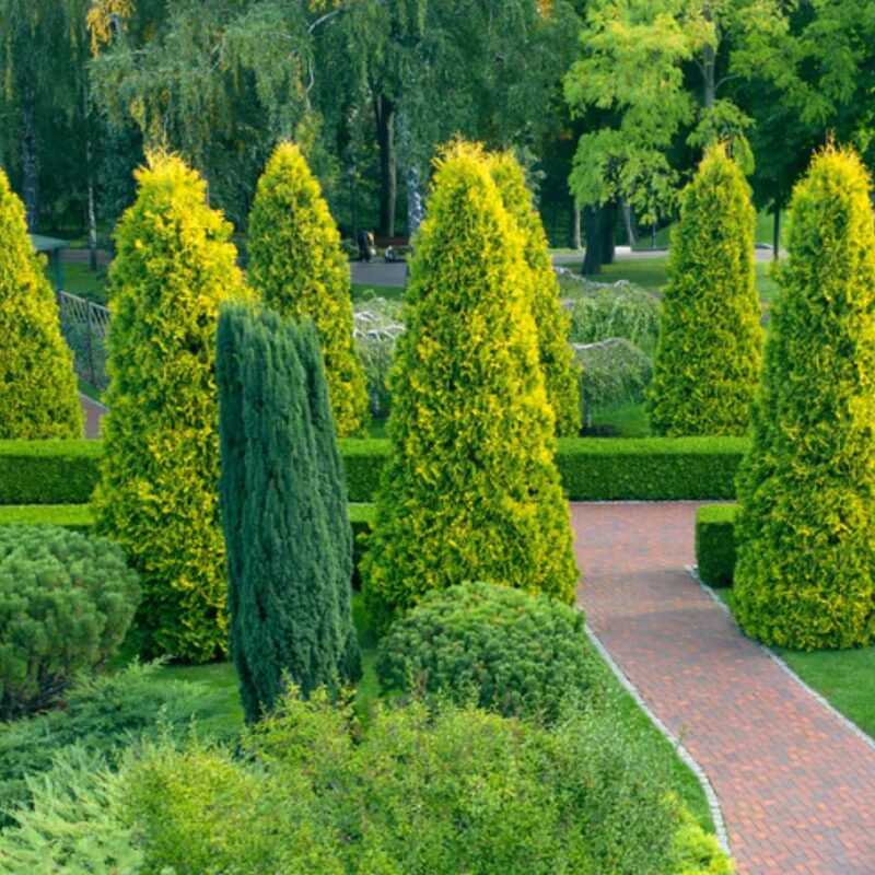 2 Thuja Green Giant Arborvitae Trees Live Plants - 2.5" Pot - 6-12" Tall - Image 3