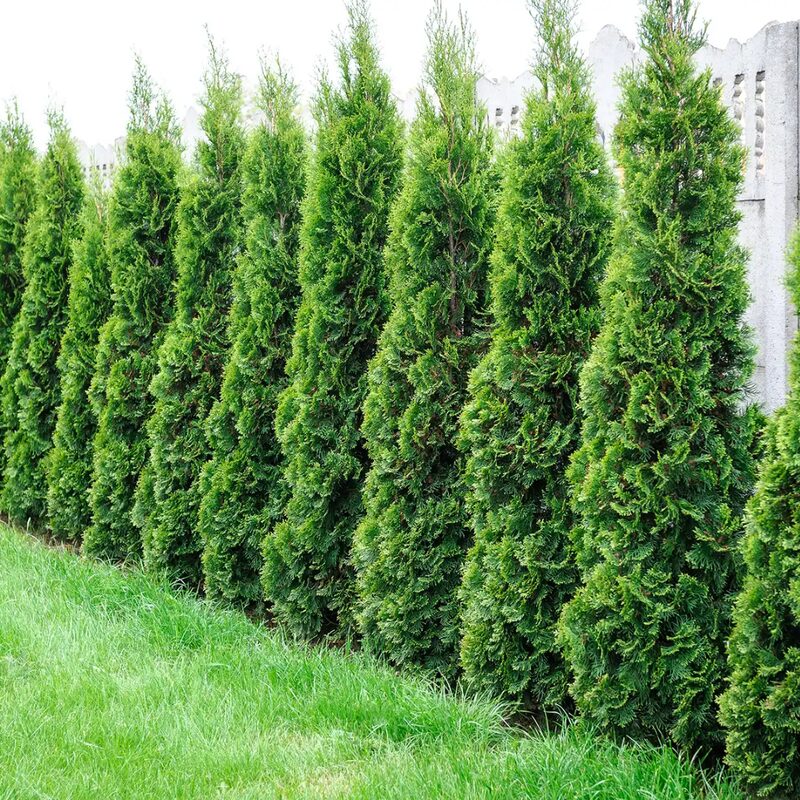 2 Thuja Green Giant Arborvitae Trees Live Plants - 2.5" Pot - 6-12" Tall - Image 2