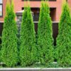 1 Thuja Green Giant Arborvitae Tree Live Plant - 2.5" Pot - 12-18" Tall