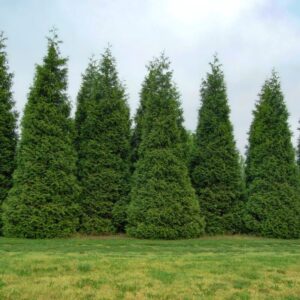 Thuja Green Giant Arborvitae Trees Live Plants - 2.5" Pot - 12-18" Tall