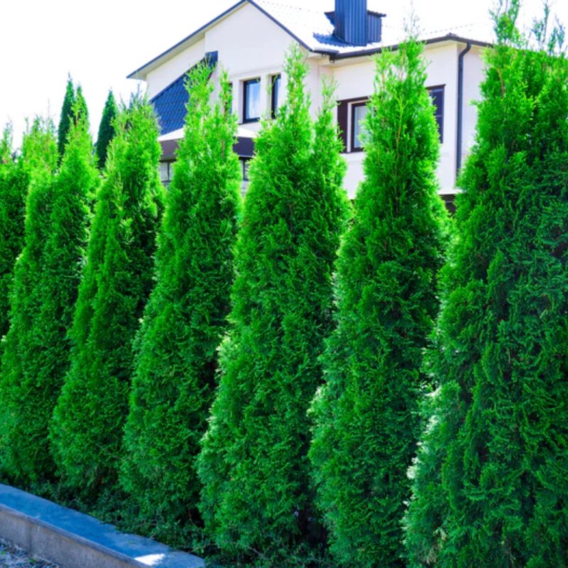 10 Murray Cypress Trees Live Plants Hedge Privacy - Zone: 5-9 - Image 2
