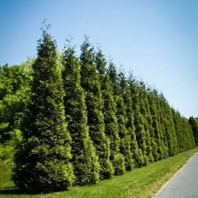 10 Murray Cypress Trees Live Plants Hedge Privacy - Zone: 5-9