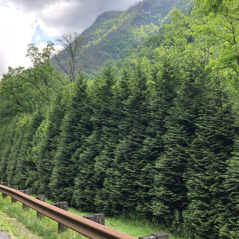 20 Leyland Cypress Trees Live Plants Hedge Privacy - Zone: 5-9 - Image 4