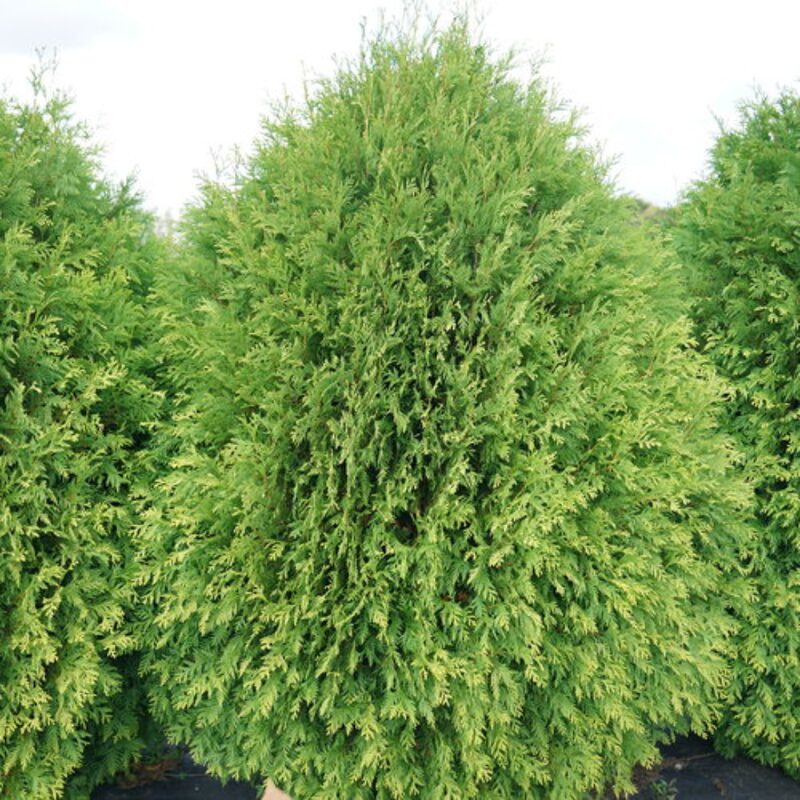 20 Leyland Cypress Trees Live Plants Hedge Privacy - Zone: 5-9 - Image 3
