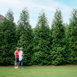 20 Leyland Cypress Hedge Shrub Plants Live Trees - Zone: 5-9
