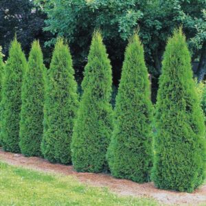 Alternative view of 100 Leyland Cypress Hedge Shrub Plants Live Trees - Zone 5-9