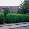 100 Leyland Cypress Hedge Shrub Plants Live Trees - Zone 5-9