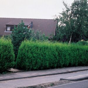 100 Leyland Cypress Hedge Shrub Plants Live Trees - Zone 5-9