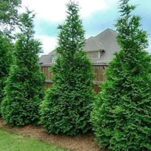 Alternative view of 100 Leyland Cypress Hedge Shrub Plants Live Trees - Zone: 5-9